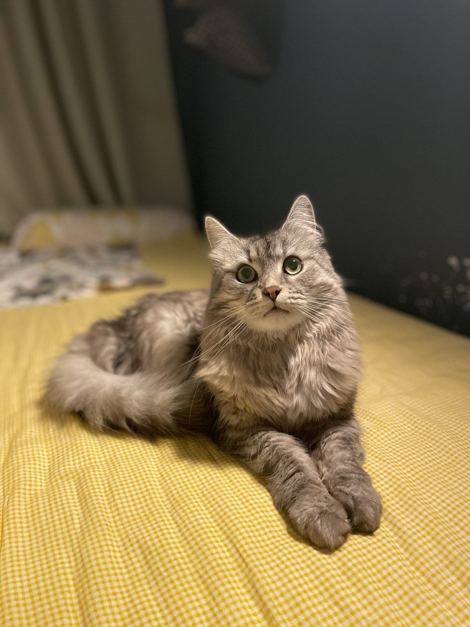 Фото серого пушистого кота на желтом диване