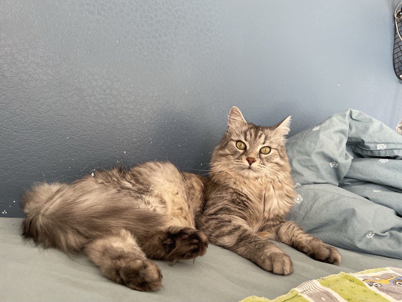 Фото серого кота на диване у голубой стены